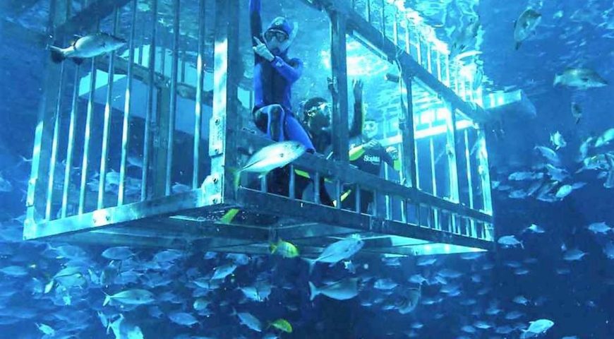 insane-experience-aquariums-in-dubai-Cropped